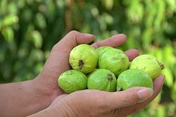 Mùa ổi sẻ