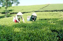 Phát triển chế biến chè ở Tân Sơn