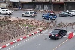 Đàn khỉ đói ăn tràn xuống phố hỗn chiến khiến người đi đường hoảng sợ