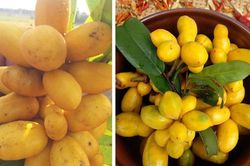 Ít ai biết Việt Nam có loại quả dại cho hoa thơm quả ngọt, không chỉ ăn ngon mà còn dùng làm thuốc