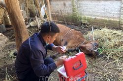 Chủ động kiểm soát, xử lý ổ dịch viêm da nổi cục