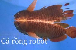 Trung Quốc chế tạo cá rồng robot, vừa thả thủy cung vừa trinh sát quân sự