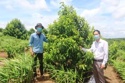 Giổi xanh bén đất Lâm Hà