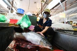 Tiểu thương xin sơ chế xong cá khi chợ Linh Lang bị phong tỏa