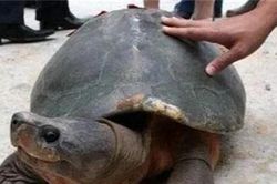 Phát hiện kỳ lạ 'ngàn năm có một': 'Cụ' Rùa ở trong cổ mộ 2.000 năm liệu có phải điềm báo?