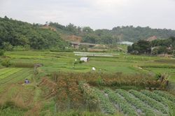 Về làng hoa ven đô