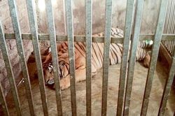 Vụ phát hiện 17 con hổ nuôi trong nhà dân: 8 con chết không rõ nguyên nhân