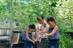 Những vườn rau trên sân thượng
