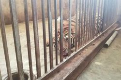 Xung quanh việc giải cứu 17 'chúa sơn lâm' bị nuôi nhốt trái phép trong nhà dân: Công an vào cuộc, chính quyền mới biết