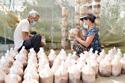 Mở rộng thị trường tiêu thụ nấm
