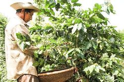 Hướng Hóa tập trung đầu tư vào lĩnh vực nông nghiệp, nông thôn