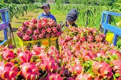 Trung Quốc tạm dừng nhập khẩu, giá thanh long giảm sâu