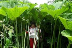 Vùng đất kỳ lạ khiến cây trồng cao lớn khổng lồ như trong thế giới cổ tích