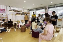 Cà phê thú cưng ở Thái Lan phải bán cả đàn chó vì Covid-19