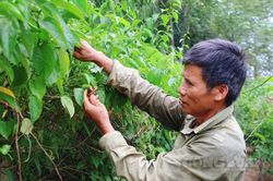 Lão nông Phú Thọ thu nhập cao nhờ trồng cây có nguồn gốc Nam Mỹ