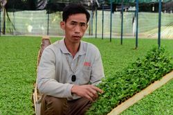 Sản xuất giống hoa cúc xuất khẩu sang Hàn