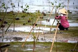 Kinh tế Nông nghiệp - Nông thôn 'Trao quyền cho phụ nữ tuyến đầu chống biến đổi khí hậu'