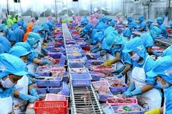Cảnh báo nguy cơ thủy sản Việt Nam thiệt hại 480 triệu USD mỗi năm vì 'thẻ đỏ'