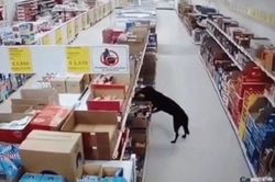 Phát hiện chú chó ngày nào cũng đến trộm đồ ăn, chủ siêu thị bí mật theo dõi rồi không nói nên lời vì cảnh tượng trước mắt