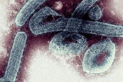 Châu Phi ghi nhận sự xuất hiện của virus Marburg, nguy hiểm giống Ebola