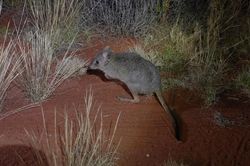 Australia đưa loài thú có túi từng tuyệt chủng trở lại tự nhiên