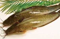 Bị chê hôi bẩn, loại cá này thực sự là... báu vật