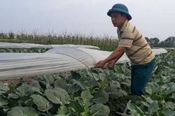 Thu nhập bình quân ở nông thôn tăng ít nhất 1,5 lần trong 5 năm tới
