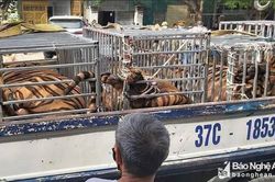 Nghệ An khởi tố vụ nuôi hổ trái phép