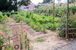 Giải pháp cho an ninh lương thực trong đại dịch COVID-19