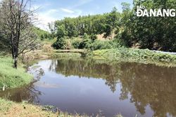 Kiểm tra, xử lý khu chăn nuôi gây ô nhiễm môi trường
