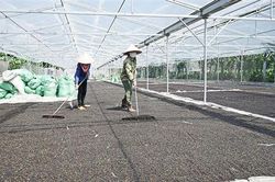 Xuất khẩu trực tiếp hạt tiêu sang thị trường Mỹ
