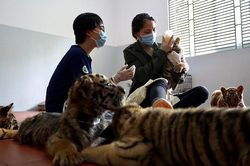 Xử lý nghiêm hành vi nuôi, nhốt hổ trái phép