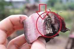 Món ăn kinh dị lúc nhúc giòi của Phillipines khiến thực khách 'khóc thét'