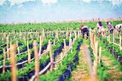 HAGL Agrico lỗ 122 tỷ đồng trong nửa đầu năm
