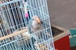 Vẹt thông minh tự tìm cách thoát ra khỏi lồng