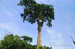 Cây Lim xanh nghìn năm tuổi còn lại ở xứ Thanh