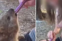 Cho chuột túi hút thuốc lá điện tử, cô gái đối mặt 5 năm tù