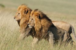 Sư tử tấn công làm 3 trẻ em thiệt mạng ở Tanzania
