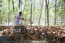 Phát triển chăn nuôi hữu cơ theo chuỗi khép kín
