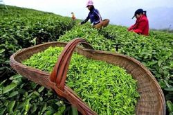 Chè của Việt Nam được ưa chuộng tại thị trường Australia