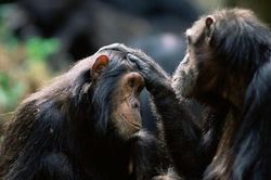Phát hiện thú vị: Tinh tinh có hành động 'xin chào' và 'tạm biệt' giống như con người