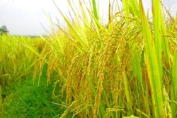 Bộ Công Thương: Khâu vận chuyển, thu mua bị đứt đoạn, chất lượng thóc, gạo giảm mạnh!
