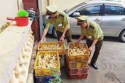 Bộ Nông nghiệp đề nghị Bộ Quốc phòng phối hợp kiểm soát vận chuyển trái phép gia cầm qua biên giới