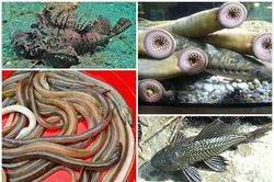 Ngã ngửa 4 loài cá xấu 'phát hờn' thành đặc sản hút khách