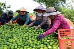 Chỉ 1.500- 2.000 đồng/kg chanh nhưng nông dân Long An, Đồng Tháp… cũng khó bán