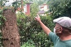 Trung Quốc: Bị phạt gần 500 triệu đồng vì tự ý cắt tỉa cây long não