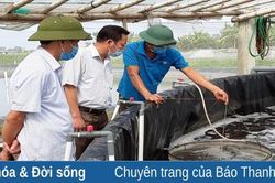 Giá tôm thẻ chân trắng giảm sâu, người nuôi tôm càng nuôi càng lỗ