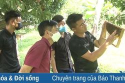 Xây dựng sản phẩm OCOP thương hiệu 'Mật ong ngàn hoa Xuân Thái'