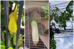 Cười nghiêng ngả những trái cây 'đánh đố' chủ nhất Việt Nam