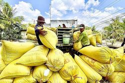 Tắc nghẽn lưu thông lúa gạo, doanh nghiệp khó chồng khó